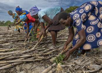 Nyarai planting rosella seedlings with her mother and sisters.
